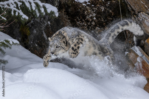 USA, Montana. Leaping captive snow leopard in winter. photo