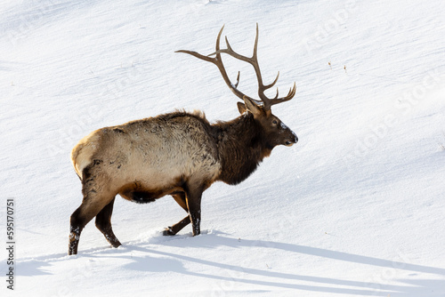 USA, Wyoming, Yellowstone National Park. Lone bull elk in snow © Danita Delimont