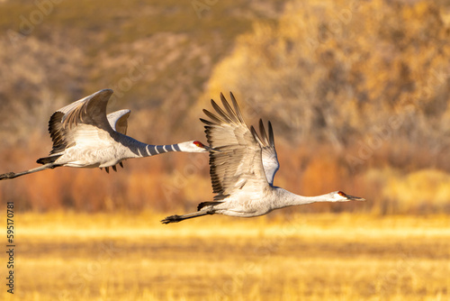 USA, New Mexico, Bosque Del Apache National Wildlife Refuge. Sandhill cranes flying.