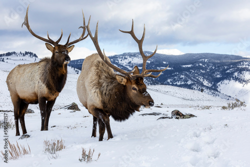 USA  Wyoming  Yellowstone National Park. Pair of bull elk in snow