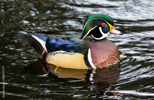 USA, Washington State, Sammamish. Yellow Lake with male drake wood duck