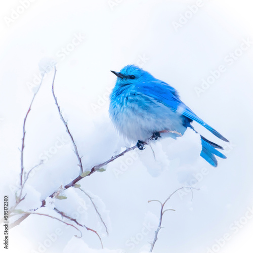 New Mexico. A portrait of a Mountain Bluebird on a branch in the snow.