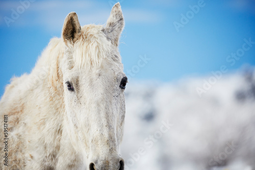 Close up of a White Horse in the Snow