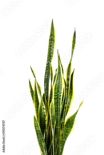 close up of dracaena trifasciata  Sansevieria laurentii or Snake Plant 