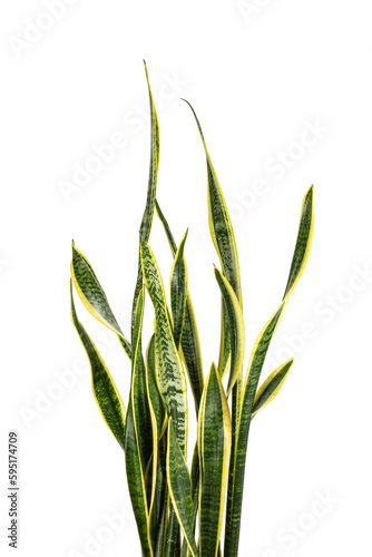 close up of dracaena trifasciata (Sansevieria laurentii or Snake Plant)