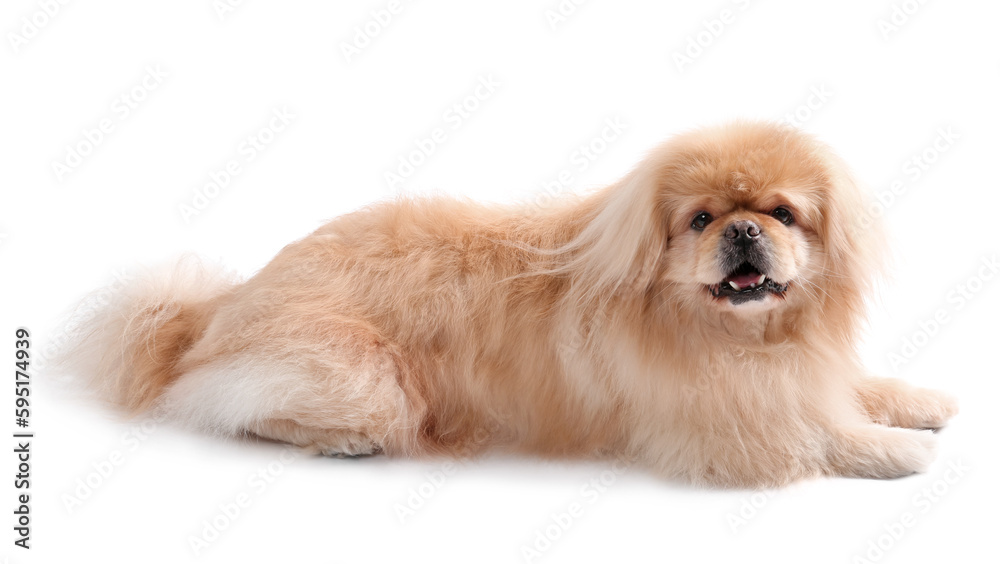 Cute Pekingese dog lying on white background Cute Pekingese dog lying on white background