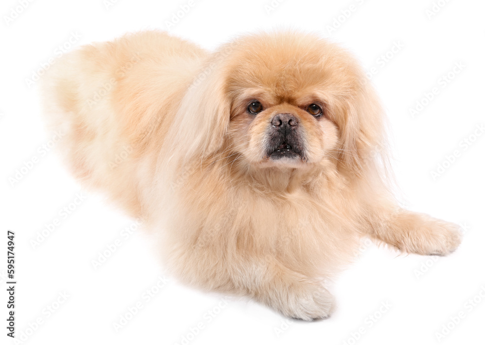 Cute Pekingese dog lying on white background Cute Pekingese dog lying on white background