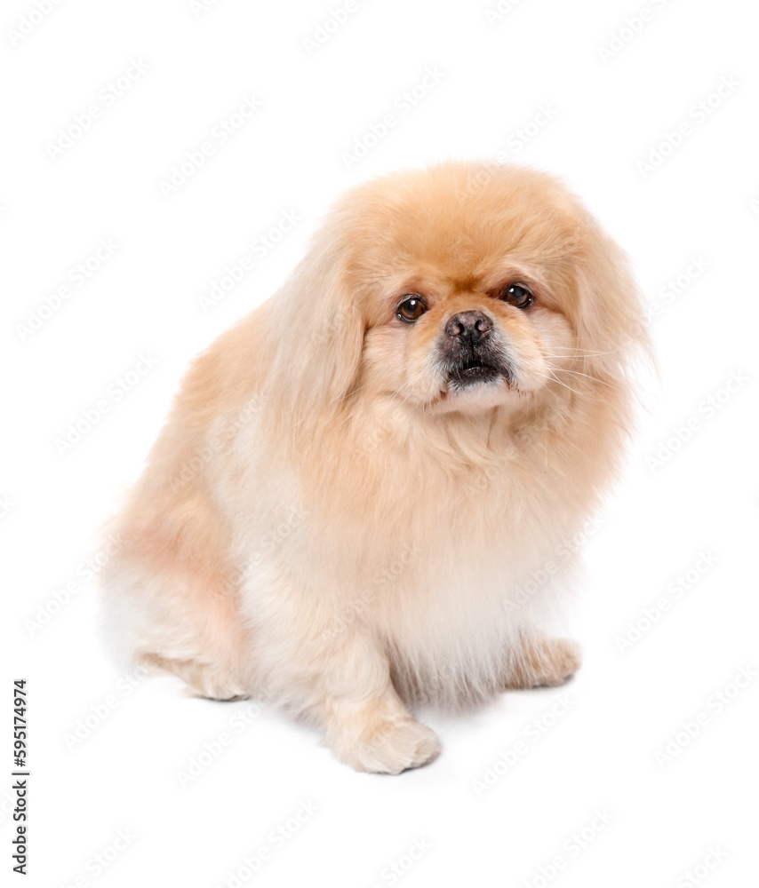 Cute Pekingese dog on white background