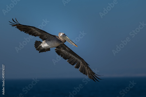 2022-08-16 A BROWN PELICAN IN FLIGHT WITH WINGS SPREAD ONVE THE PACIFIC OCEAN NEAR THELA JOLLA COVE © Michael J Magee
