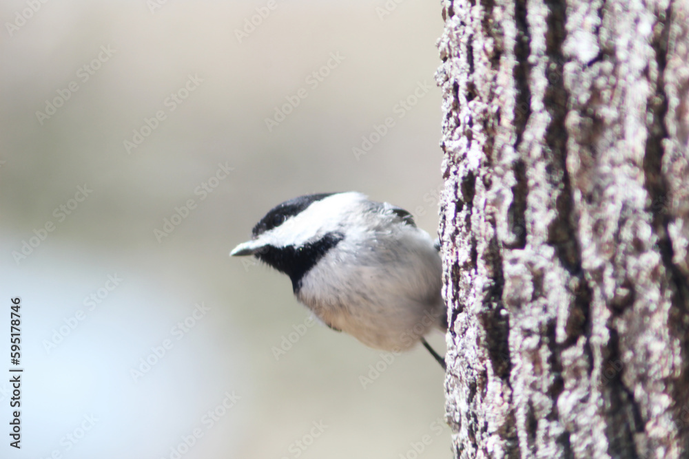 Fototapeta premium Chickadee on a tree 