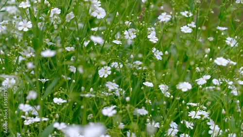 春の風に揺れるカスミソウ