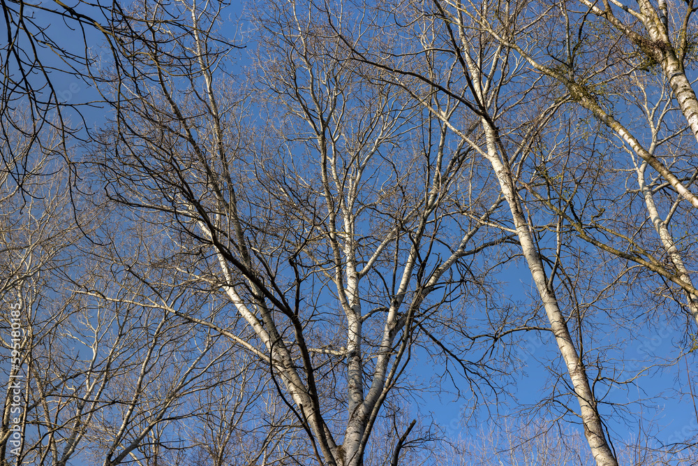 birch tree without foliage in the spring season birch tree without foliage in the spring season