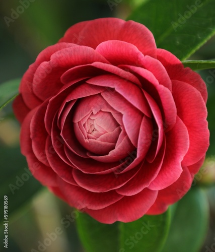 Camellia 'black rose' photo