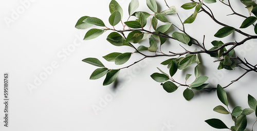 Branches on white background. Generative AI image