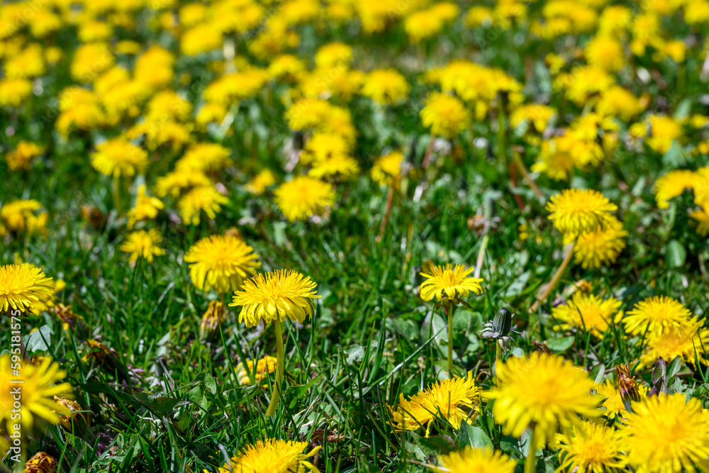 Fototapeta premium Closeup of grass field full of bright yellow dandelions in full bloom, gardening nightmare 
