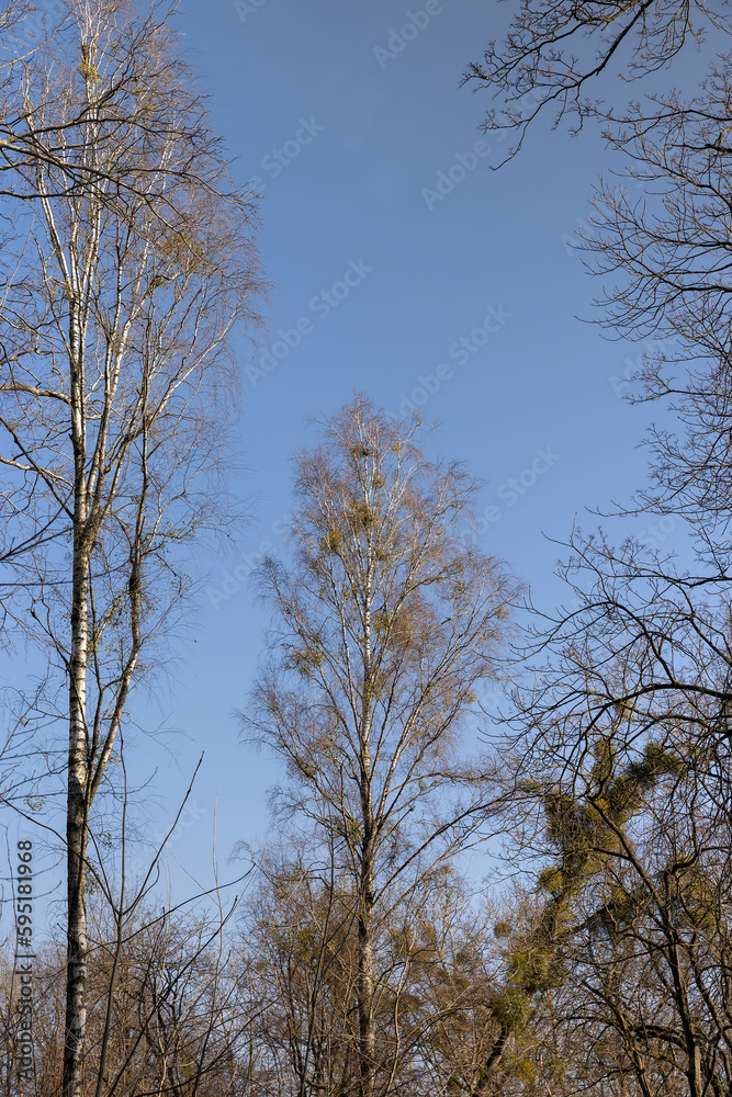 birch tree without foliage in the spring season birch tree without foliage in the spring season