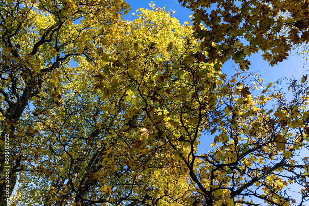 Autumn season in the park, the foliage Autumn season in the park, the foliage