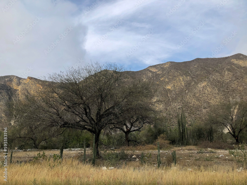 Mexican landscape with dry tree