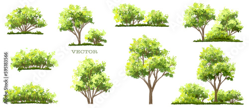 Vector watercolor of tree side view isolated on white background for landscape and architecture drawing, elements for environment and garden,painting botanical for section and elevation,grass or shrub