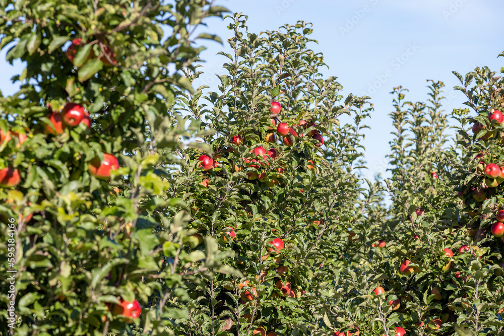 Apple orchard with red ripe apples hanging on branches