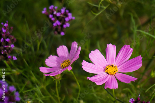 Beautiful nature Pinks flower on blurred background.