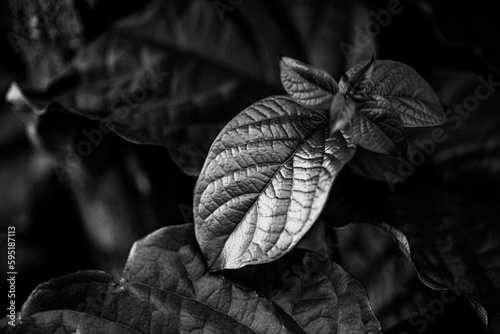 Macro closeup of leafs in a garden with volumetric formation in black and white