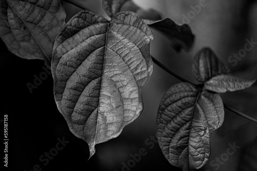 Macro closeup of leafs in a garden with volumetric formation in black and white