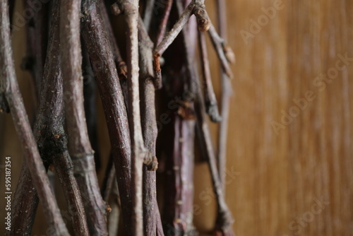dead tree twig ,trees botanical background dried flower material