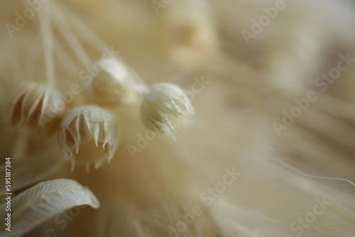 シンプルな白い植物の背景素材　ふわふわ　ふさふさ　ドライフラワー　白系　生成り　白背景　オーガニック