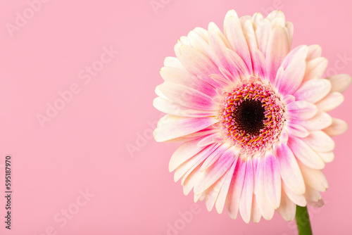 Beautiful gerbera flower on pink background  closeup