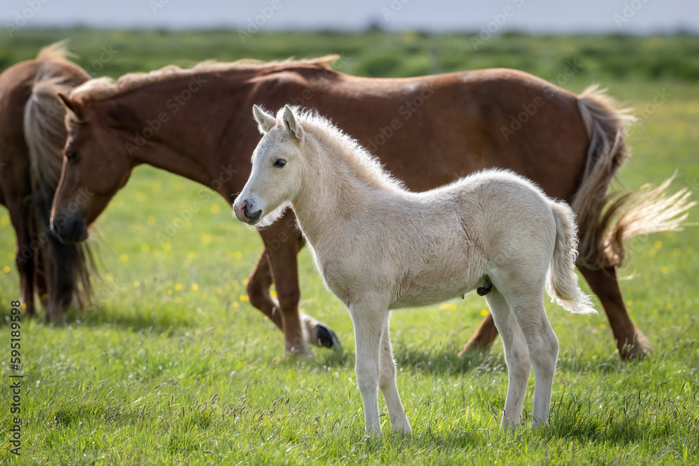 Icelandic horse with her foal grazing in a field Icelandic horse with her foal grazing in a field