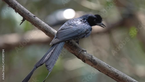 Beautiful black bird, Greater Racket-tailed Drongo (Dicrurus paradiseus) perching on a branch. photo