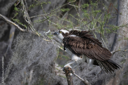 Osprey with ruffled feathers perched on a gnarled cypress branch