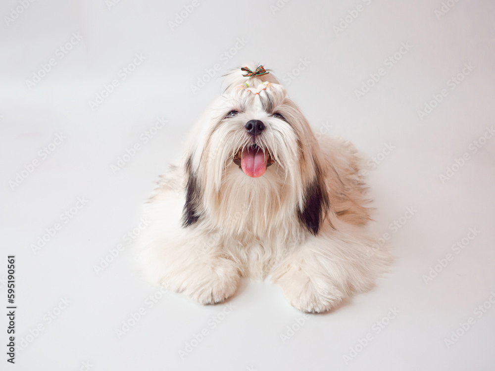 Dog of breed shih-tzu on white background Dog of breed shih-tzu on white background