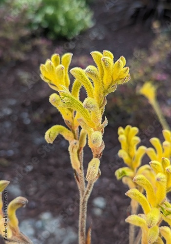 yellow kangaroo paw plant in the garden photo