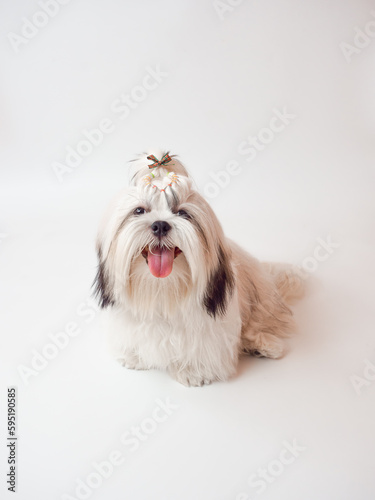 Dog of breed shih-tzu on white background