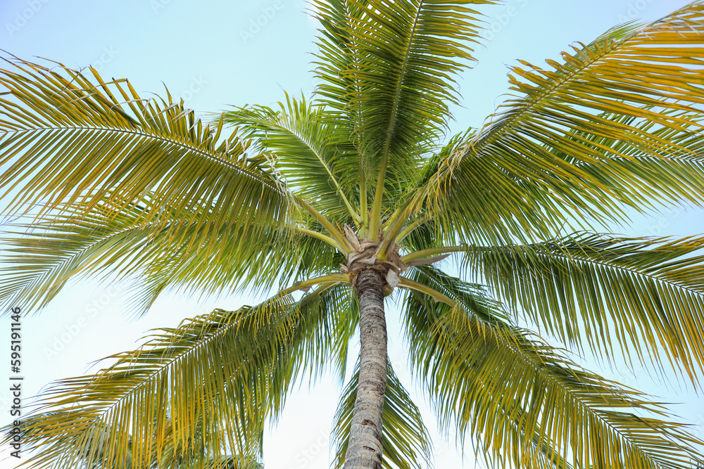 Symbolic of relaxation and paradise, tropical palm trees represent a vacation state of mind. They evoke feelings of escape, leisure, and exotic beauty