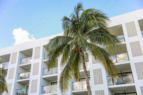 Symbolic of relaxation and paradise, tropical palm trees represent a vacation state of mind. They evoke feelings of escape, leisure, and exotic beauty © Your Hand Please