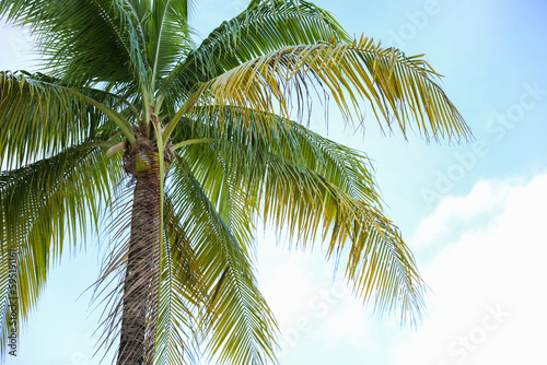 Symbolic of relaxation and paradise, tropical palm trees represent a vacation state of mind. They evoke feelings of escape, leisure, and exotic beauty
