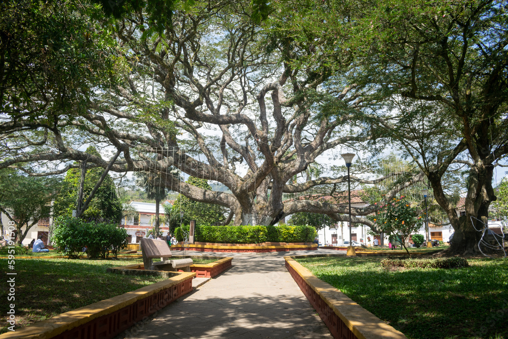 Big and beautiful tree in the town park. Saman tree species. Charala, Santader, Colombia