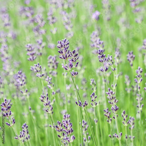 Green background from lavender in buds in the garden