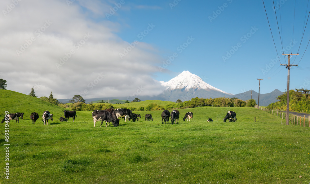 Cows grazing on the green paddock with Mt Taranaki in the distance. Power lines around the farm. New Plymouth. - obrazy, fototapety, plakaty 