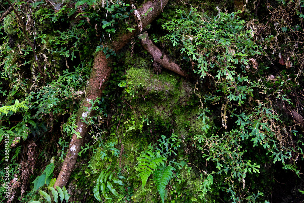 Beautiful Nature defocused bokeh green background, texture. Blurred crown trees in garden close-up. Natural spring backdrop. Green plant leaves in spring season, green background. Beautiful Nature defocused bokeh green background, texture. Blurred crown trees in garden close-up. Natural spring backdrop. Green plant leaves in spring season, green background.
