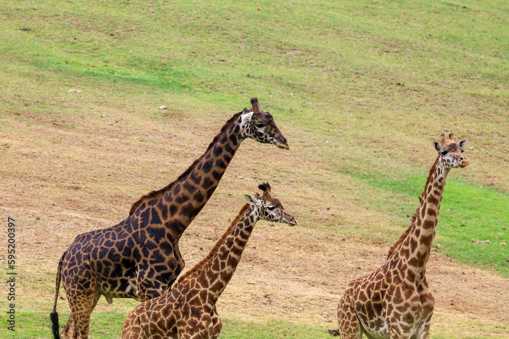 Obraz premium Three giraffes hanging out together. Nature background.