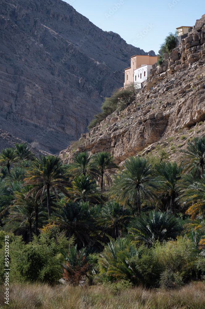 Date Palm Plantation in Wadi Bani Khalid with mountain backdrop, Oman