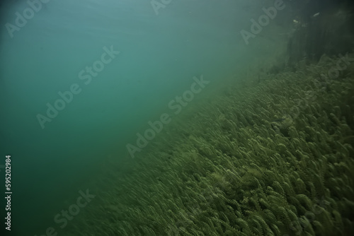 underwater landscape green algae background abstract water