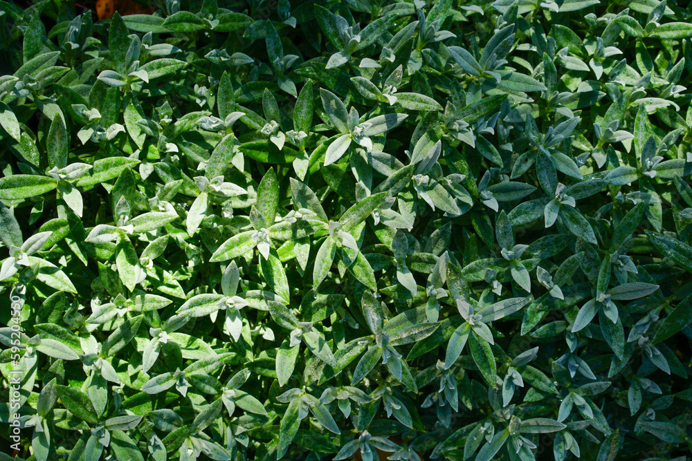 Bright green leaves of different plants.