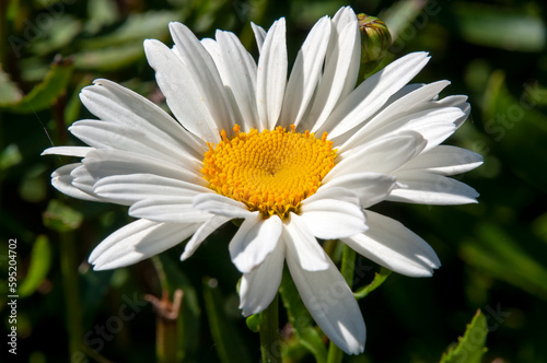 Sydney Australia  close-up of a white shasta daisy