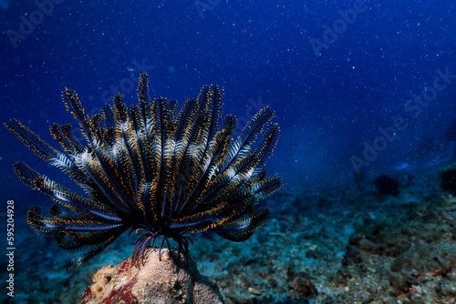 Fototapeta Naklejka Na Ścianę i Meble -  sea worm flower like underwater animal wildlife diving