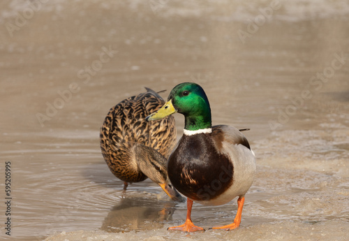 A duck walking on the ice of the lake